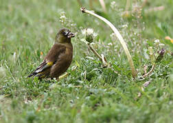 Grey-capped Greenfinch