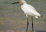 Aigrette des récifs