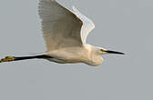 Aigrette garzette