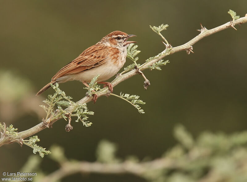 Fawn-colored Larkadult, identification