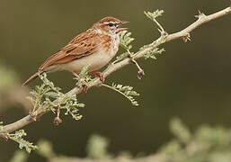 Fawn-colored Lark