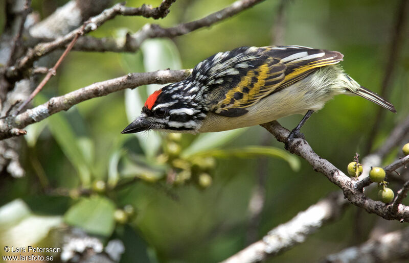 Northern Red-fronted Tinkerbirdadult, Behaviour