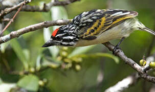 Northern Red-fronted Tinkerbird