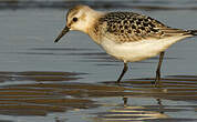 Bécasseau sanderling