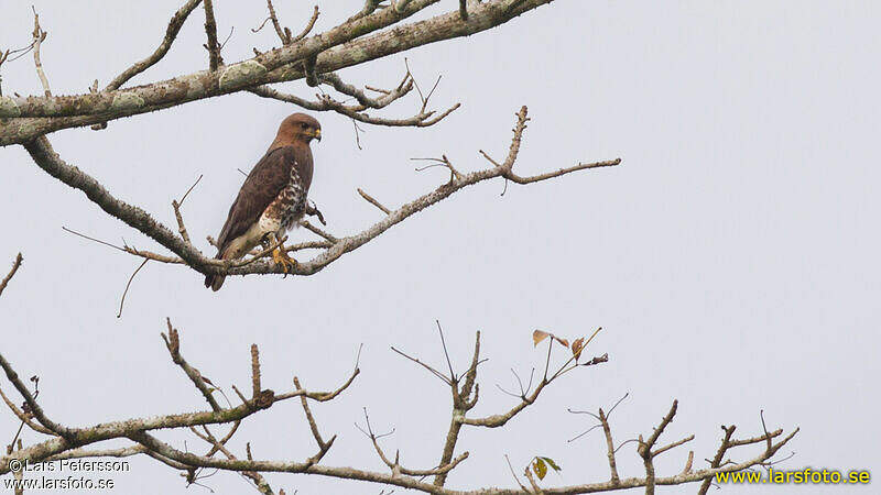 Red-necked Buzzard - Buteo auguralis - lape275129