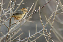 Rock-loving Cisticola