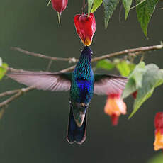 Colibri anaïs