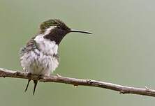 Colibri de Berlepsch