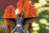 Colibri géant