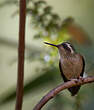 Colibri moucheté