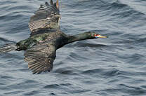 Cormoran à face rouge