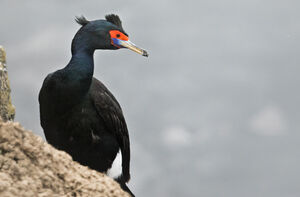 Cormoran à face rouge