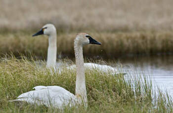 Cygne de Bewick