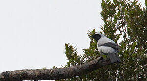 Échenilleur à longue queue