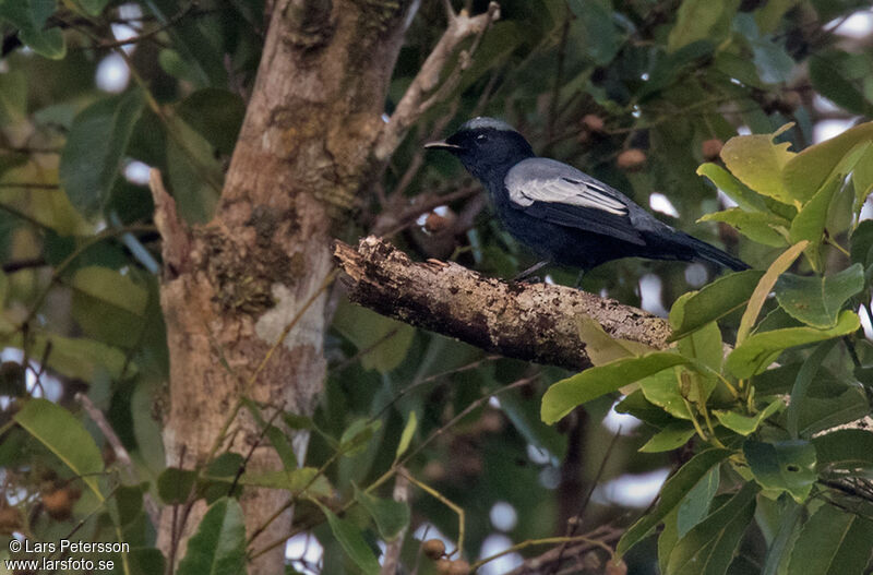 Malaita Cicadabird male adult