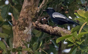 Malaita Cicadabird