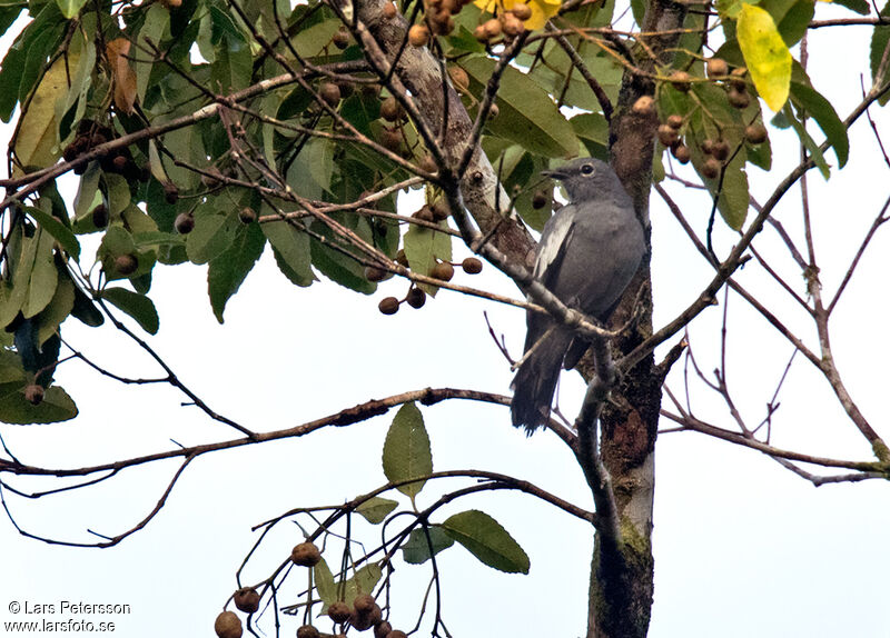 Malaita Cicadabird