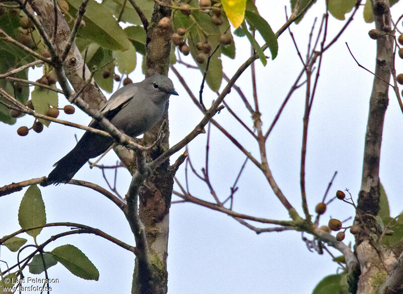 Malaita Cicadabird female adult