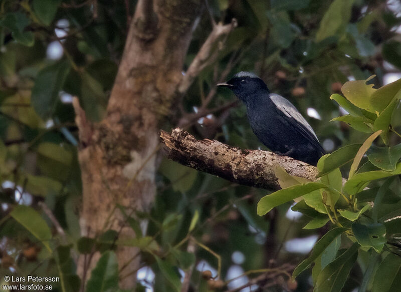 Malaita Cicadabird