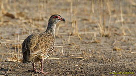 Francolin de Clapperton