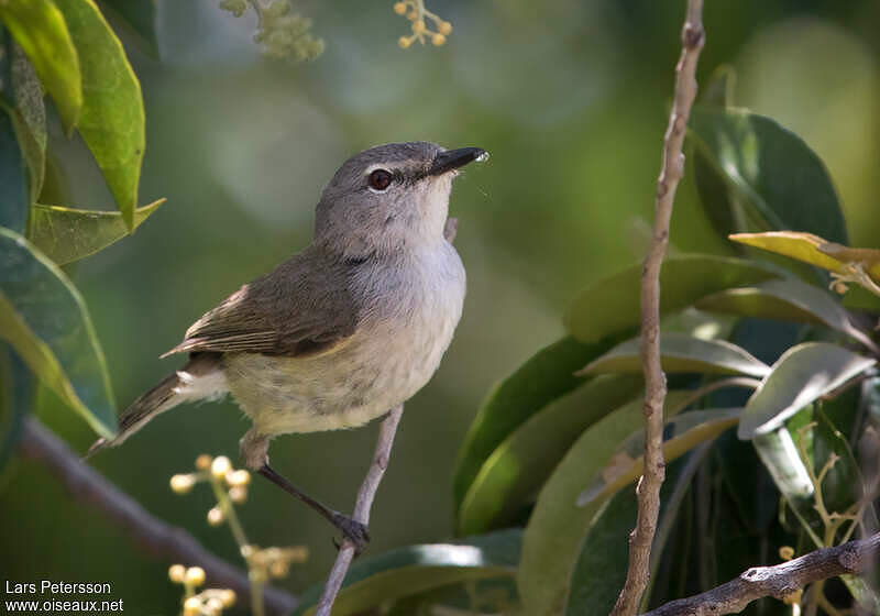 Epi Island Warbler