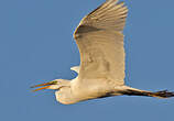 Grande Aigrette