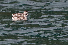 Guillemot marbré