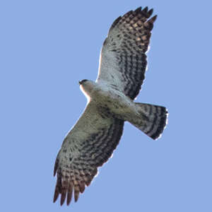 Aigle d'Ayres