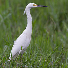 Aigrette neigeuse