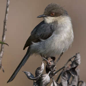 Apalis cendrée