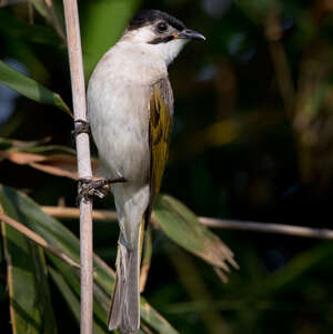 Bulbul de Taïwan