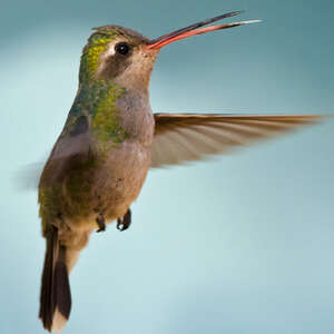 Les colibris menacés par le froid cet hiver