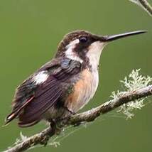 Colibri de Berlepsch