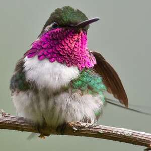 Colibri de Berlepsch