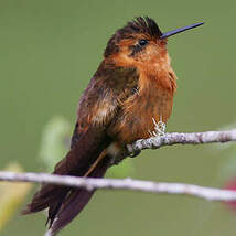 Colibri étincelant