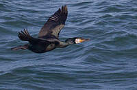 Cormoran de Temminck