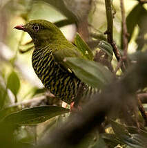 Cotinga barré