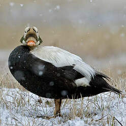 Eider à lunettes