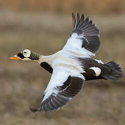 Eider à lunettes