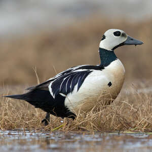 Eider de Steller