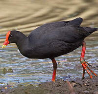 Gallinule sombre