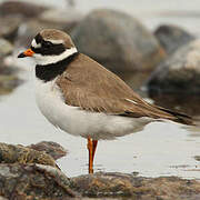 Charadriiformes