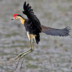 Jacana à crête