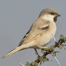 Moineau blanc