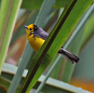 Paruline dorée