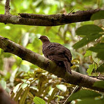 Pigeon vineux