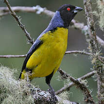 Hooded Mountain Tanager - Buthraupis montana