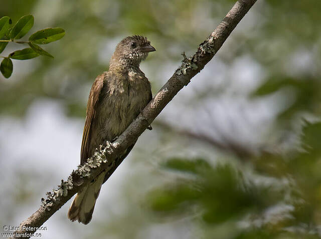 Scaly-throated Honeyguide