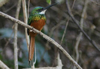 Jacamar à queue rousse