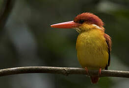 Rufous-backed Dwarf Kingfisher